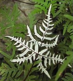 Aleuritopteris argentea  qEW